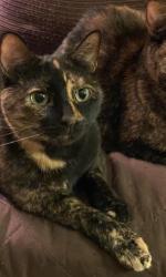 Lost Female Cat last seen 57th and Tacoma, Indianapolis, IN 46220