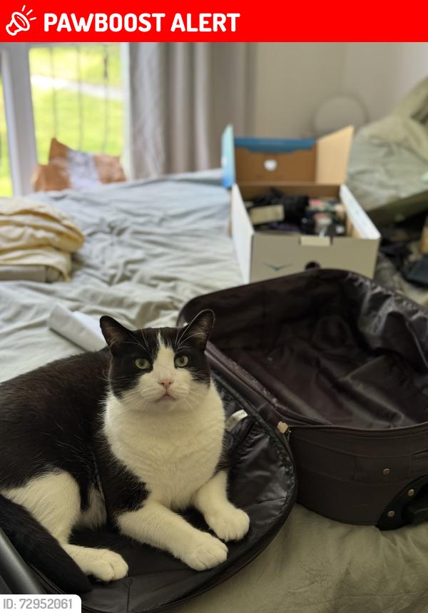 Lost Male Cat last seen Highfield drive, Greasby, Greasby, England CH49 2PJ