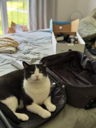 Lost Male Cat last seen Highfield drive, Greasby, Greasby, England CH49 2PJ