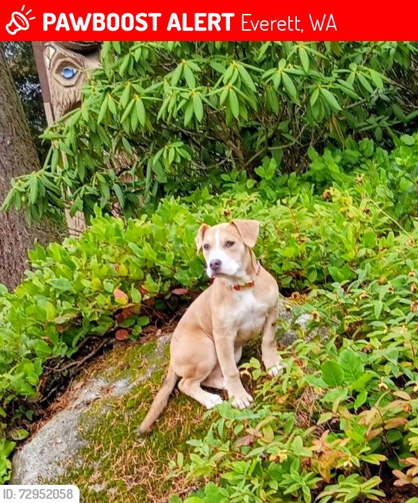 Lost Female Dog last seen Colby &13th, Everett, WA 98201