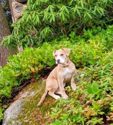 Lost Female Dog last seen Colby &13th, Everett, WA 98201