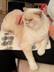 Reunited Female Cat last seen North end of Orchard Road, near Waterlane, Melbourn, England SG8 6BB