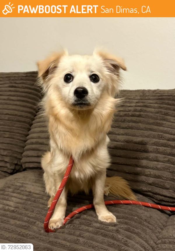 Found/Stray Male Dog last seen N Dixie Dr SAN DIMAS CA, San Dimas, CA 91773