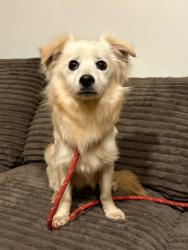 Found/Stray Male Dog last seen N Dixie Dr SAN DIMAS CA, San Dimas, CA 91773