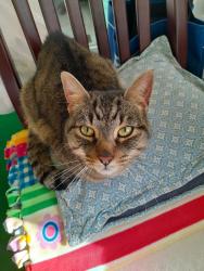 Lost Male Cat last seen Cove Landing Dr/Burke Centre Parkway, Burke Centre, VA 22015