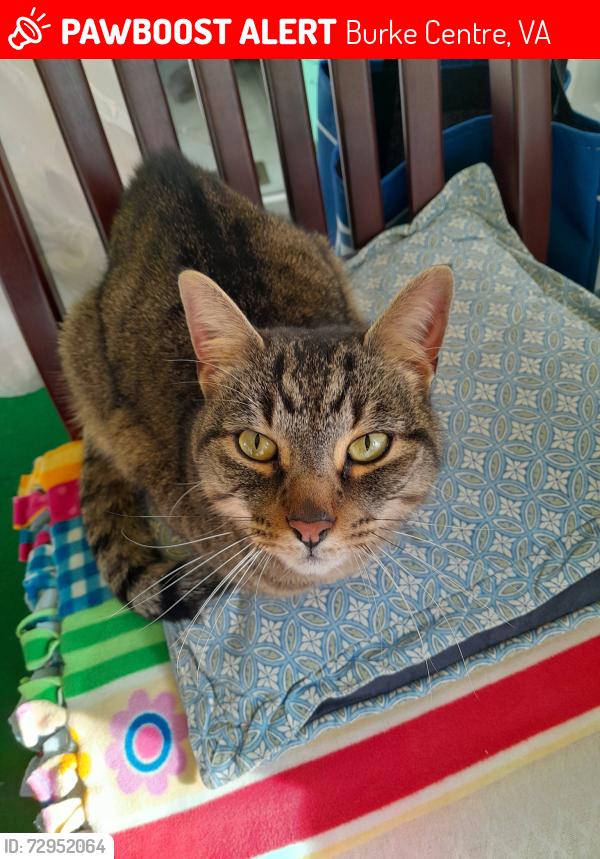 Lost Male Cat last seen Cove Landing Dr/Burke Centre Parkway, Burke Centre, VA 22015
