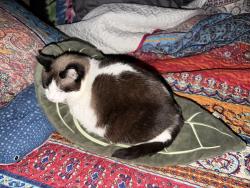 Reunited Female Cat last seen Castro and 19th/20th Street, San Francisco, CA 94114