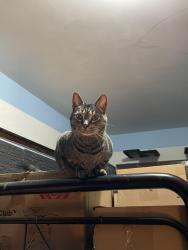 Reunited Male Cat last seen W. Washington St & S. Lynhurst, Indianapolis, IN 46241