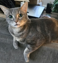 Reunited Female Cat last seen North Star Street, W 36th Avenue, Anchorage, AK 99503