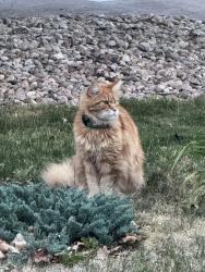 Lost Male Cat last seen Aurora, CO around 8:00 PM., Greenwood Village, CO 80111