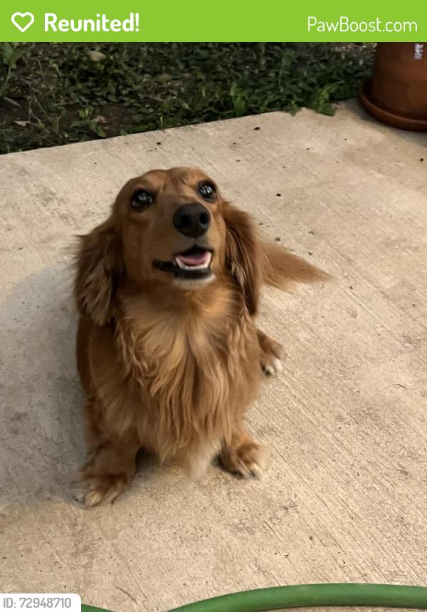 Reunited Male Dog last seen McNeel Rd, San Antonio, TX, USA, San Antonio, TX 78201