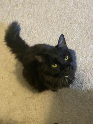 Lost Female Cat last seen Simpson & Arnsby, Cincinnati, OH 45227