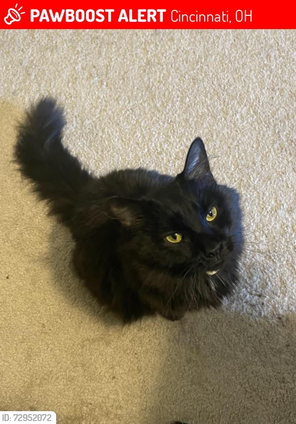Lost Female Cat last seen Simpson & Arnsby, Cincinnati, OH 45227