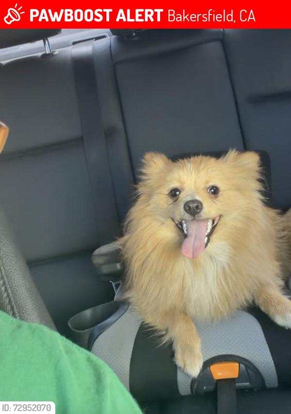 Lost Male Dog last seen Panama ln and monitor Bakersfield ca , Bakersfield, CA 93307
