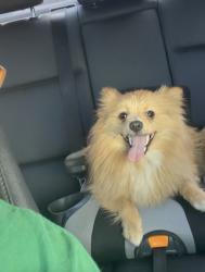 Lost Male Dog last seen Panama ln and monitor Bakersfield ca , Bakersfield, CA 93307