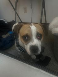 Lost Male Dog last seen Clackamas mall , Clackamas County, OR 97086