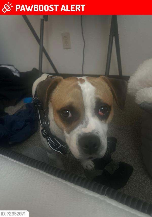 Lost Male Dog last seen Clackamas mall , Clackamas County, OR 97086