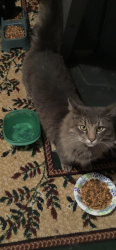 Lost Male Cat last seen White Western Lake Lane- Panama City, Florida, Bay County, FL 32409