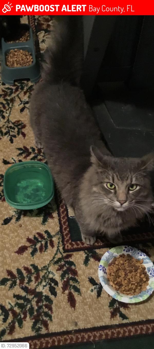 Lost Male Cat last seen White Western Lake Lane- Panama City, Florida, Bay County, FL 32409
