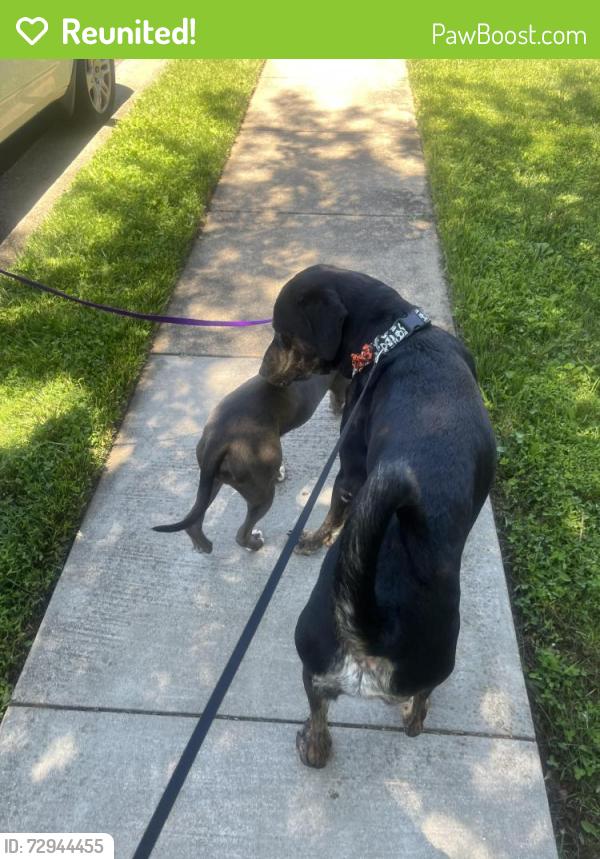 Reunited Male Dog last seen danville road , Dale City, VA 22191