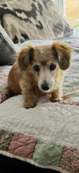 Lost Female Dog last seen Near east Brewster rd butler pa 16001 , Butler, PA 16001