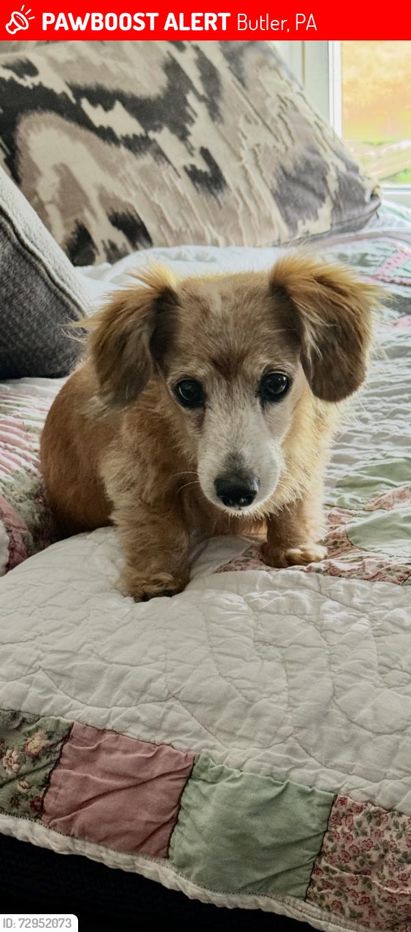 Lost Female Dog last seen Near east Brewster rd butler pa 16001 , Butler, PA 16001