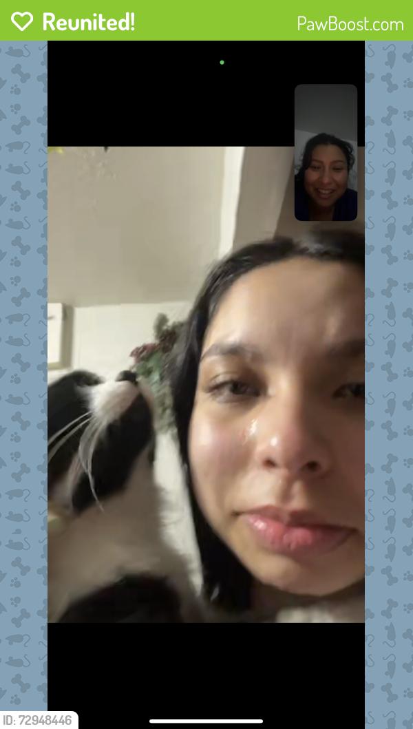 Reunited Male Cat last seen Townsend and Edinger in Santa Ana CA, Santa Ana, CA 92704