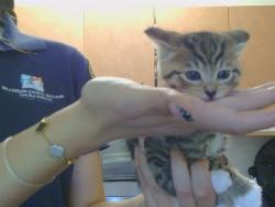 Shelter Stray Female Cat last seen MARCONI AVE/MISSION AVE. 95603, Sacramento, CA 95827