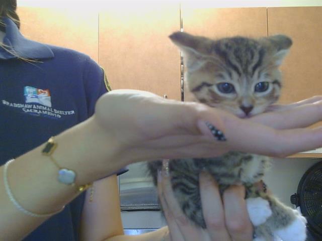 Shelter Stray Female Cat last seen MARCONI AVE/MISSION AVE. 95603, Sacramento, CA 95827