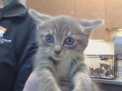 Shelter Stray Male Cat last seen LA MANCHA WAY/POMEGRANATE AVE, 95823, Sacramento, CA 95827