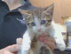 Shelter Stray Male Cat last seen LA MANCHA WAY/POMEGRANATE AVE, 95823, Sacramento, CA 95827