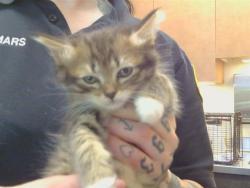 Shelter Stray Female Cat last seen LA MANCHA WAY/POMEGRANATE AVE, 95823, Sacramento, CA 95827