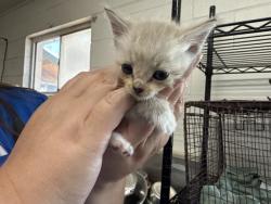 Shelter Stray Male Cat last seen SB FIRE STATION, San Bernardino, CA 92401