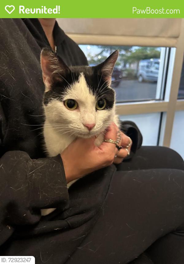 Reunited Female Cat last seen Cedar Glade and Rockport Lane, Naperville, IL 60564