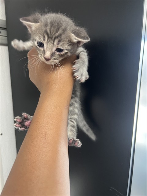 Shelter Stray Male Cat last seen DUMPED AT PANDA EXPRESS ON HOSPITALITY, San Bernardino, CA 92401