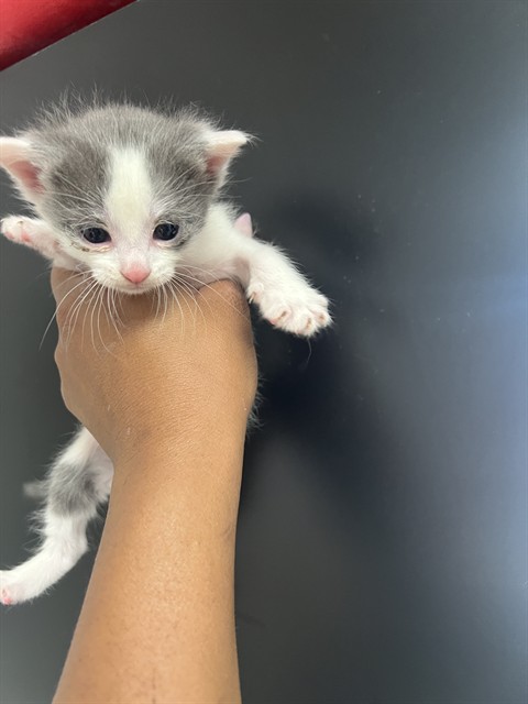 Shelter Stray Female Cat last seen DUMPED AT PANDA EXPRESS ON HOSPITALITY, San Bernardino, CA 92401