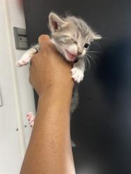 Shelter Stray Female Cat last seen DUMPED AT PANDA EXPRESS ON HOSPITALITY, San Bernardino, CA 92401