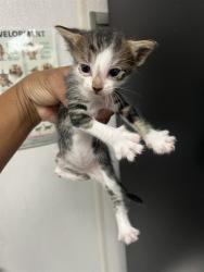 Shelter Stray Male Cat last seen DUMPED AT PANDA EXPRESS ON HOSPITALITY, San Bernardino, CA 92401