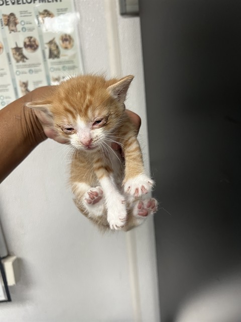 Shelter Stray Male Cat last seen DUMPED AT PANDA EXPRESS ON HOSPITALITY, San Bernardino, CA 92401