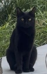 Reunited Female Cat last seen Near Burbank Blvd, Woodland Hills, CA 91367, USA, Los Angeles, CA 91367