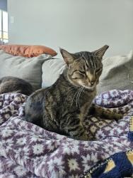 Lost Male Cat last seen Birdwood circle , Duncanville, TX 75137