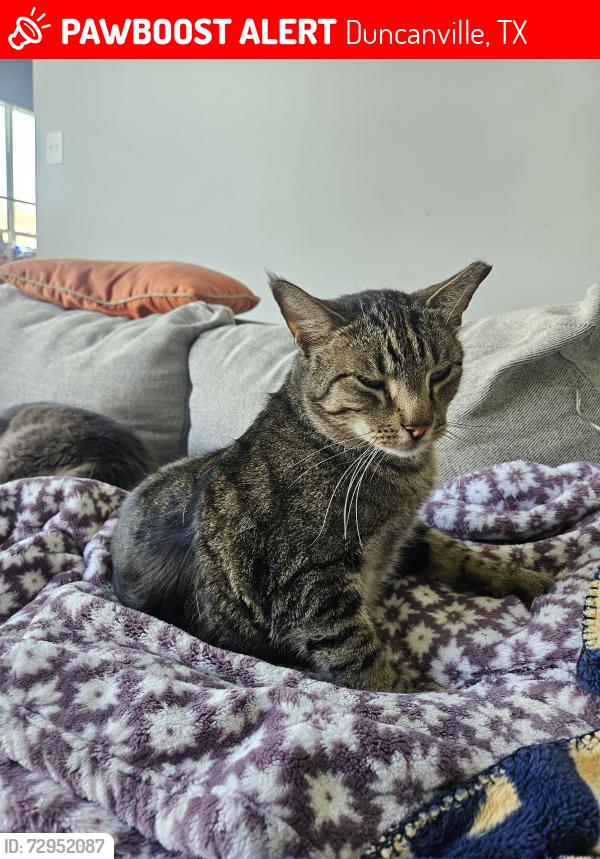 Lost Male Cat last seen Birdwood circle , Duncanville, TX 75137