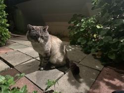 Lost Male Cat last seen Debco Drive and Robbie way, Lemon Grove, CA 91945