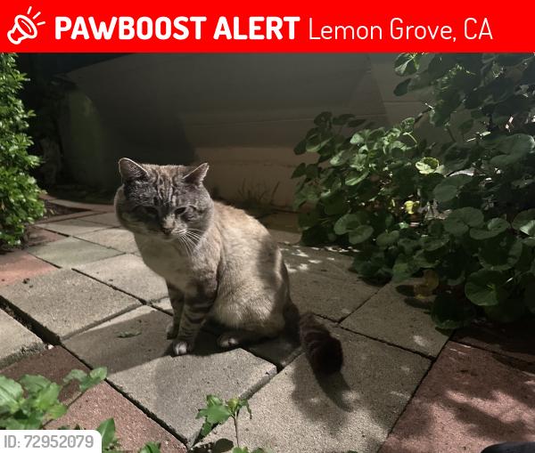 Lost Male Cat last seen Debco Drive and Robbie way, Lemon Grove, CA 91945