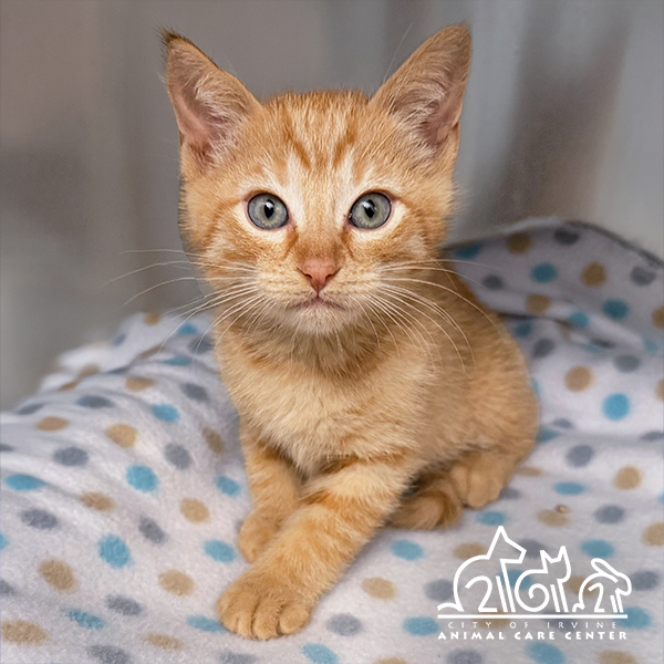 Shelter Stray Male Cat last seen GILLETTE AVE/REYNOLDS AVE, 92614, Irvine, CA 92618