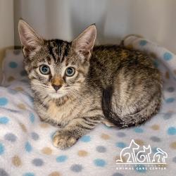 Shelter Stray Female Cat last seen GILLETTE AVE/REYNOLDS AVE, 92614, Irvine, CA 92618