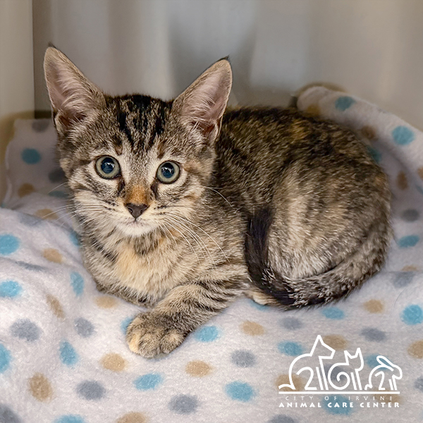 Shelter Stray Female Cat last seen GILLETTE AVE/REYNOLDS AVE, 92614, Irvine, CA 92618
