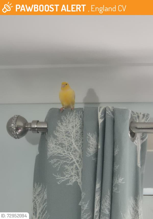 Found/Stray Unknown Bird last seen Coventry cv2, , England CV2