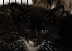 Shelter Stray Female Cat last seen Near BLOCK SW 54 ST, DANIA FL 33312, Davie, FL 33312