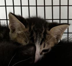 Shelter Stray Male Cat last seen Near BLOCK SW 54 ST, DANIA FL 33312, Davie, FL 33312